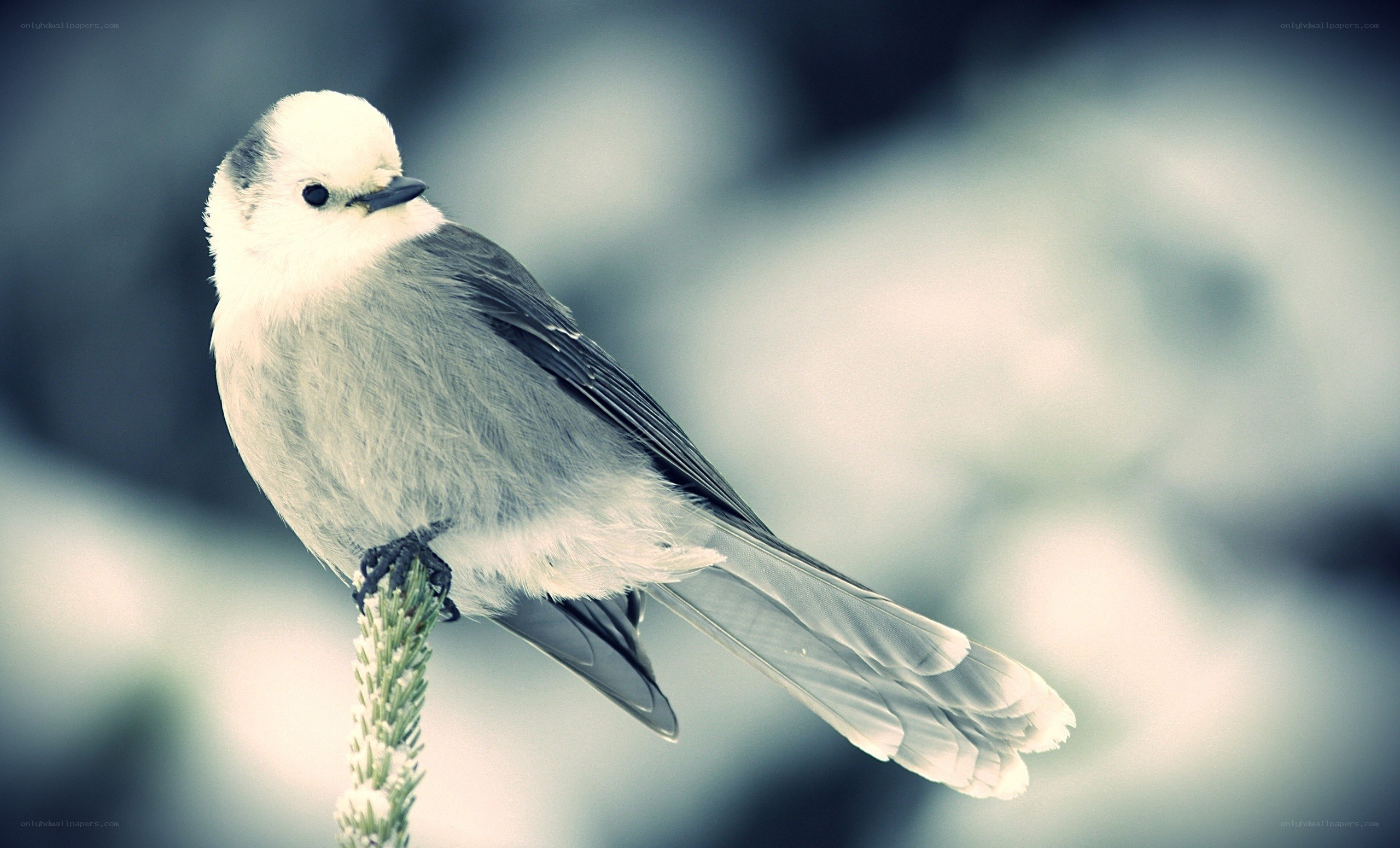 white bird on a branch