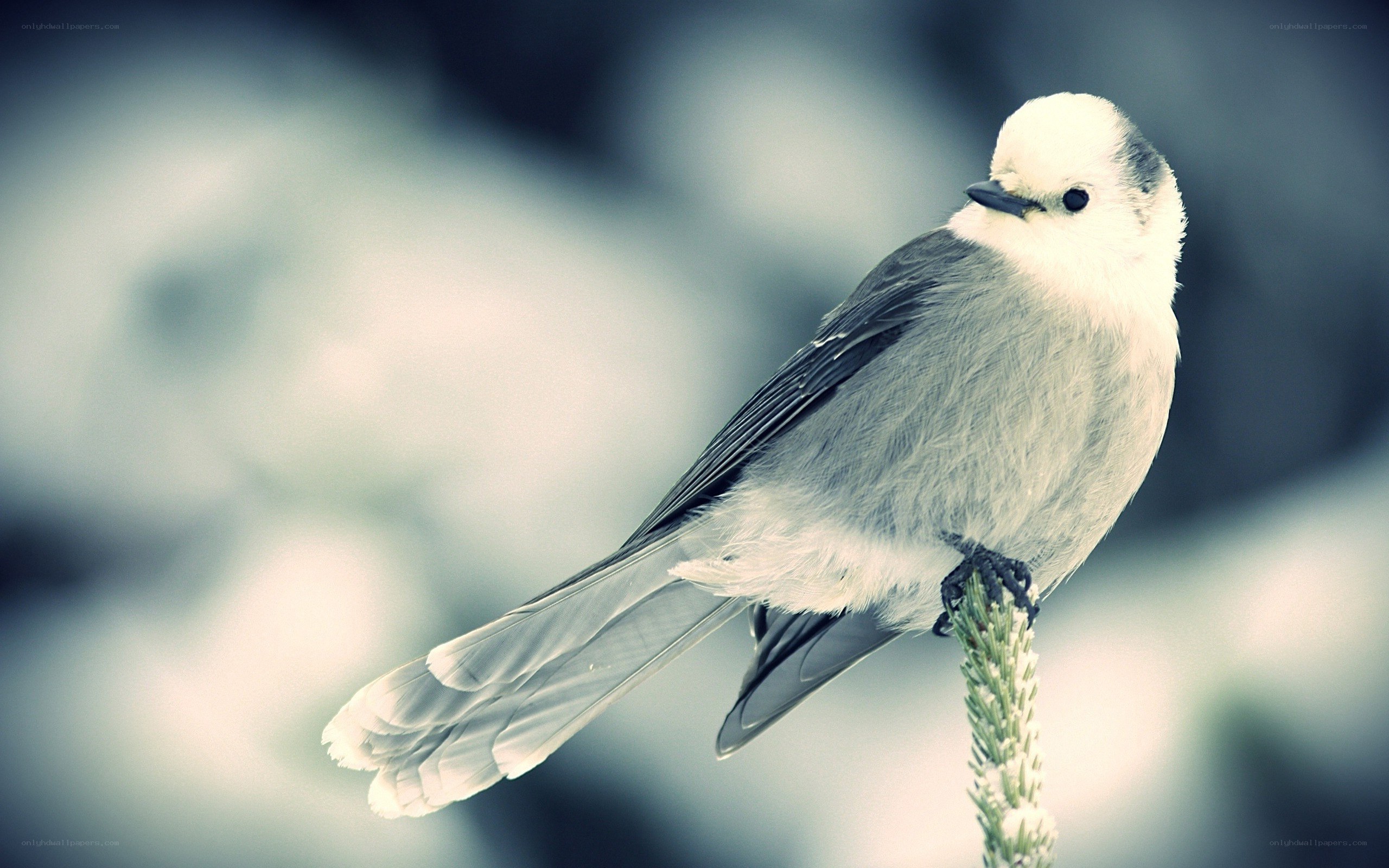 white bird on a branch