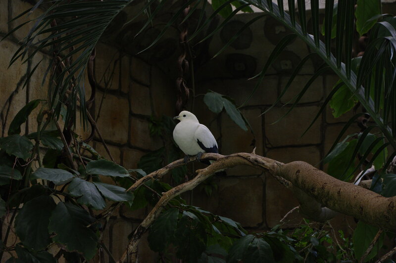 White bird on a branch