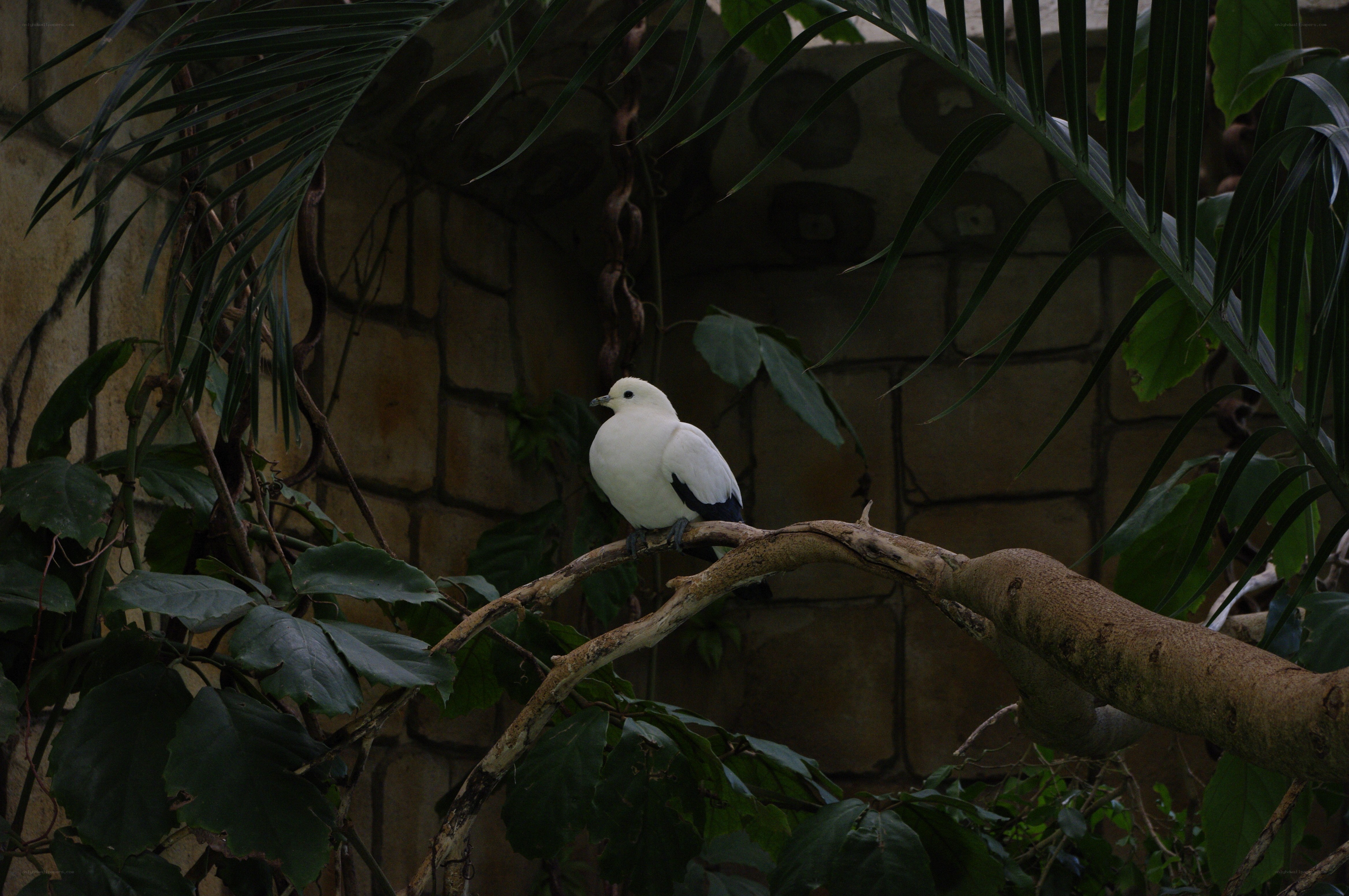 White bird on a branch