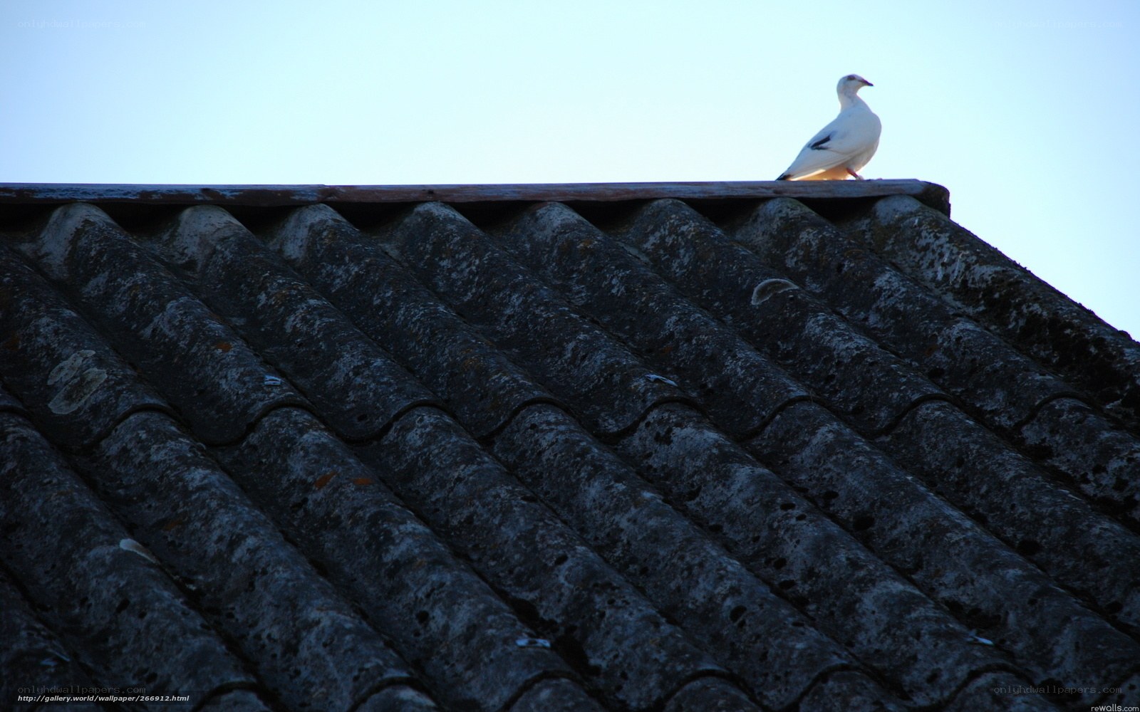 White bird on a roof