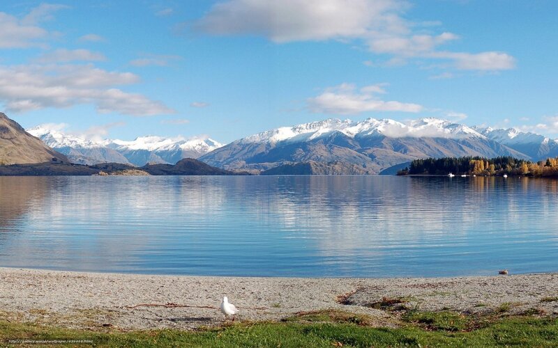 White Bird on Beach