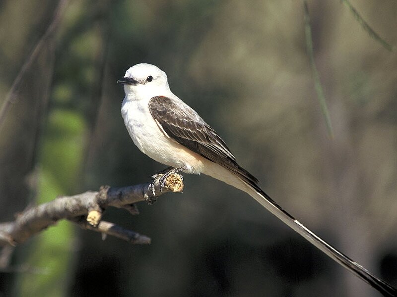 White Bird on Branch — Calm, Afternoon