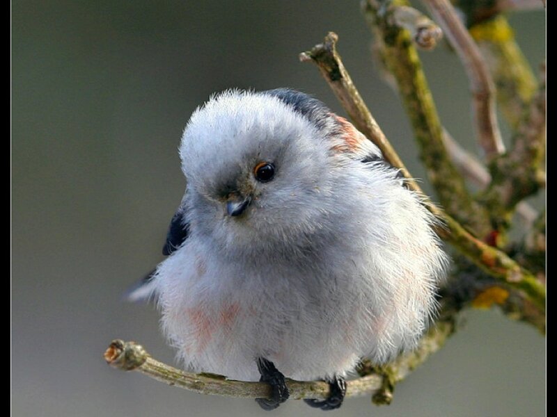 White Bird on Branch — Calm