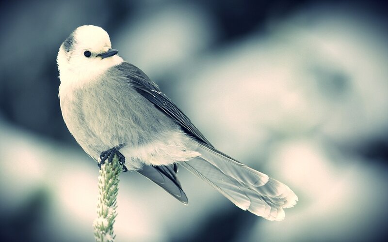 White Bird on Branch — Gray
