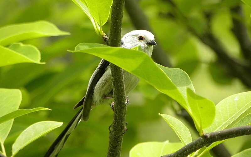 White Bird on Branch — Green, Calm