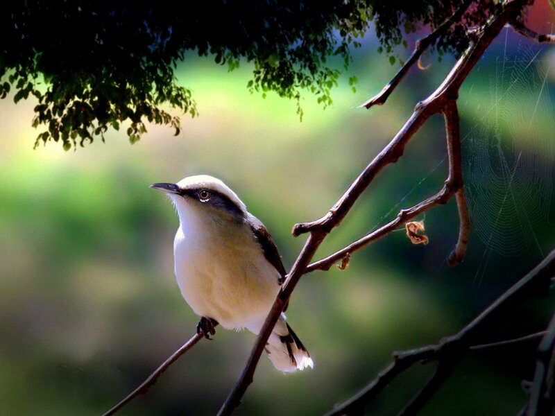 White Bird on Branch — Green