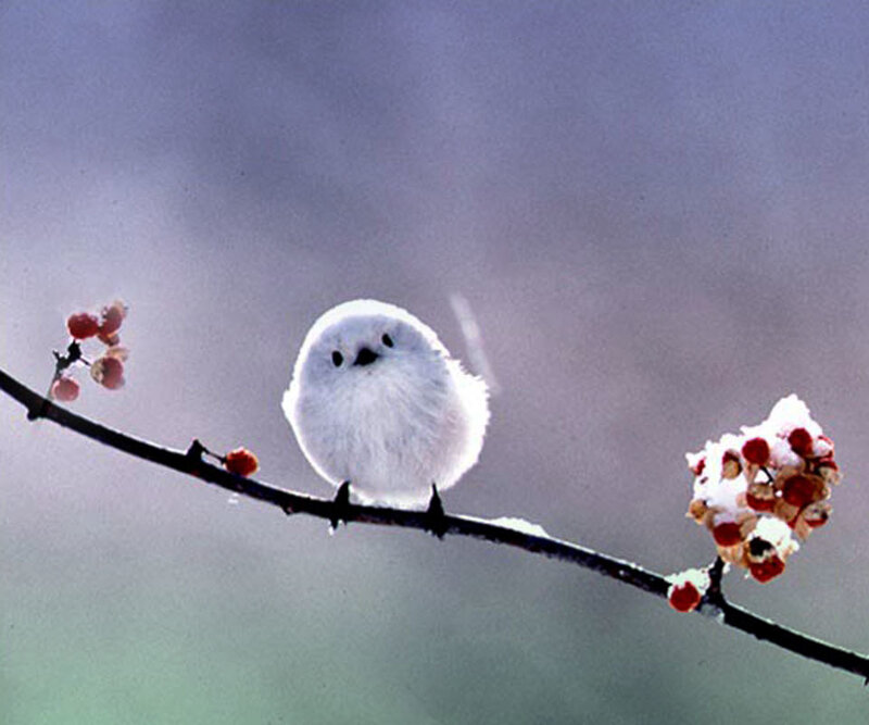 White Bird on Branch — Serene