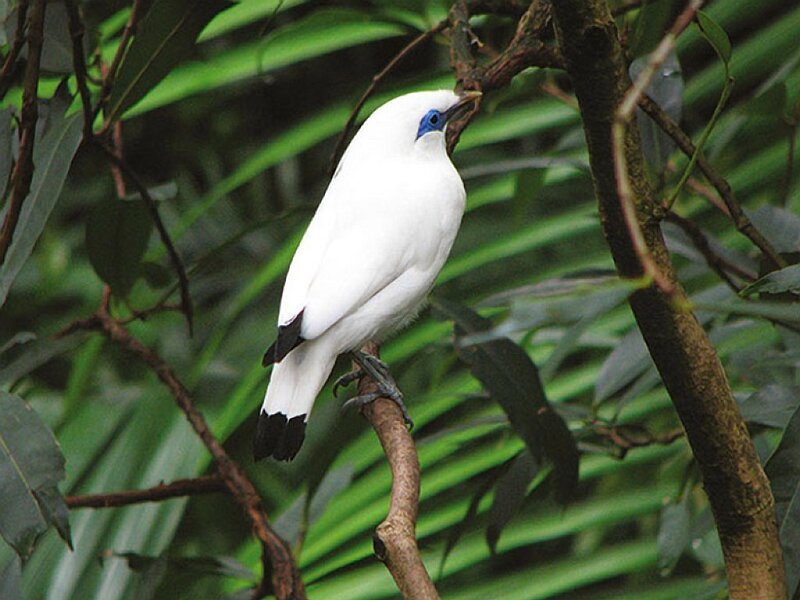 White Bird on Branch