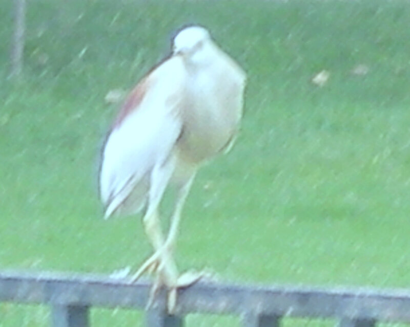 White Bird on Fence
