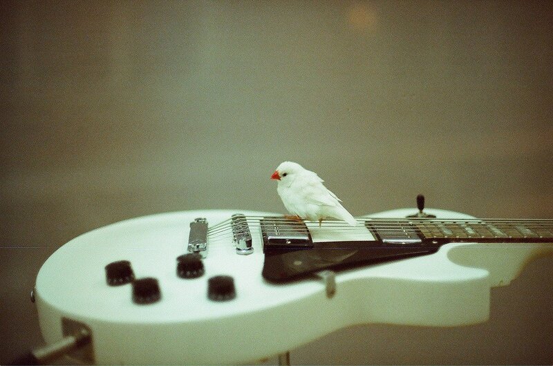 White bird on guitar
