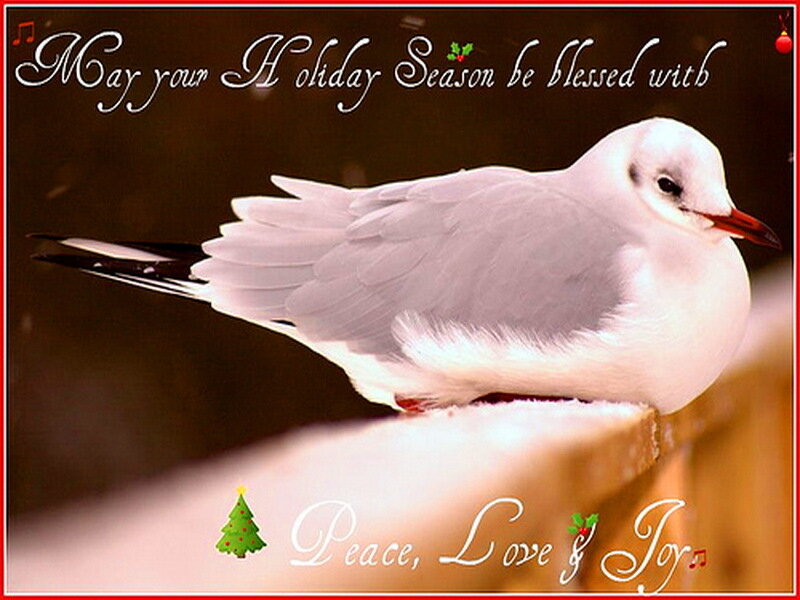 White Bird on Ledge
