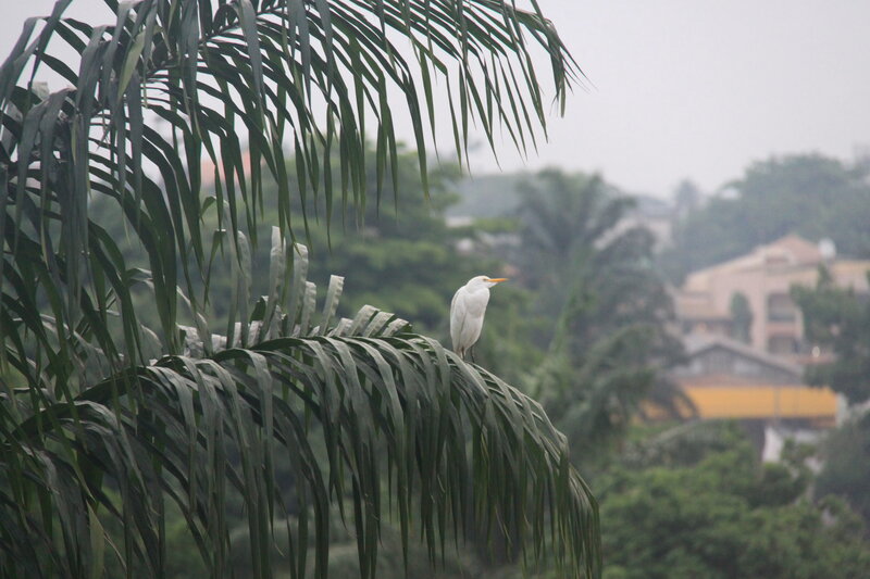White Bird on Palm Frond