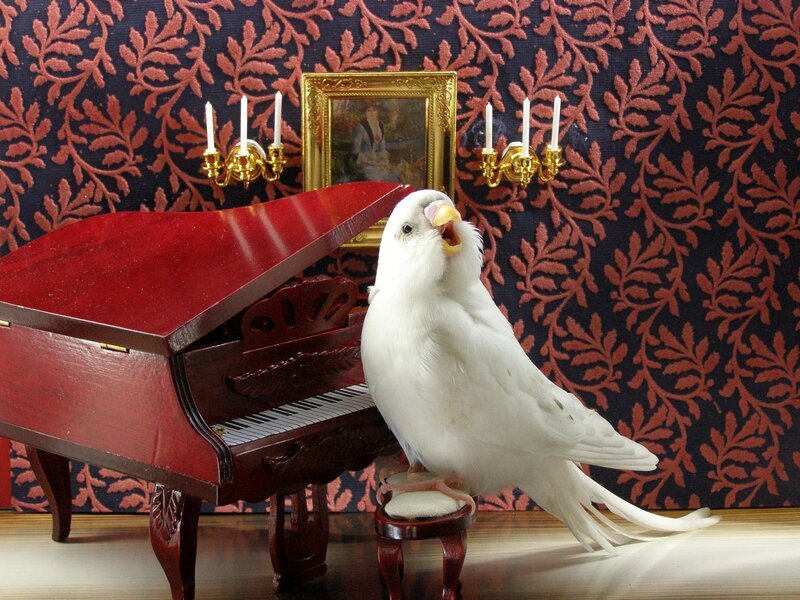 White Bird on Piano