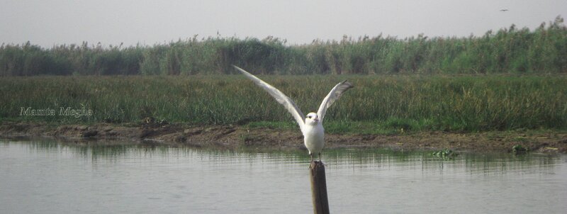 White Bird on Post