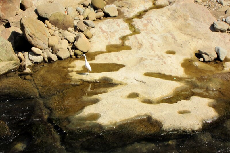 White Bird on Rocks — Brown