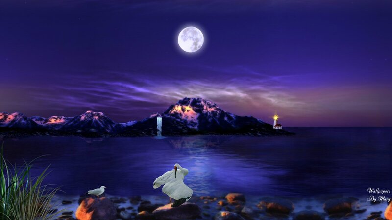 White Bird on Rocks
