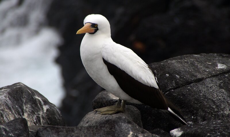 white bird on rocky shore