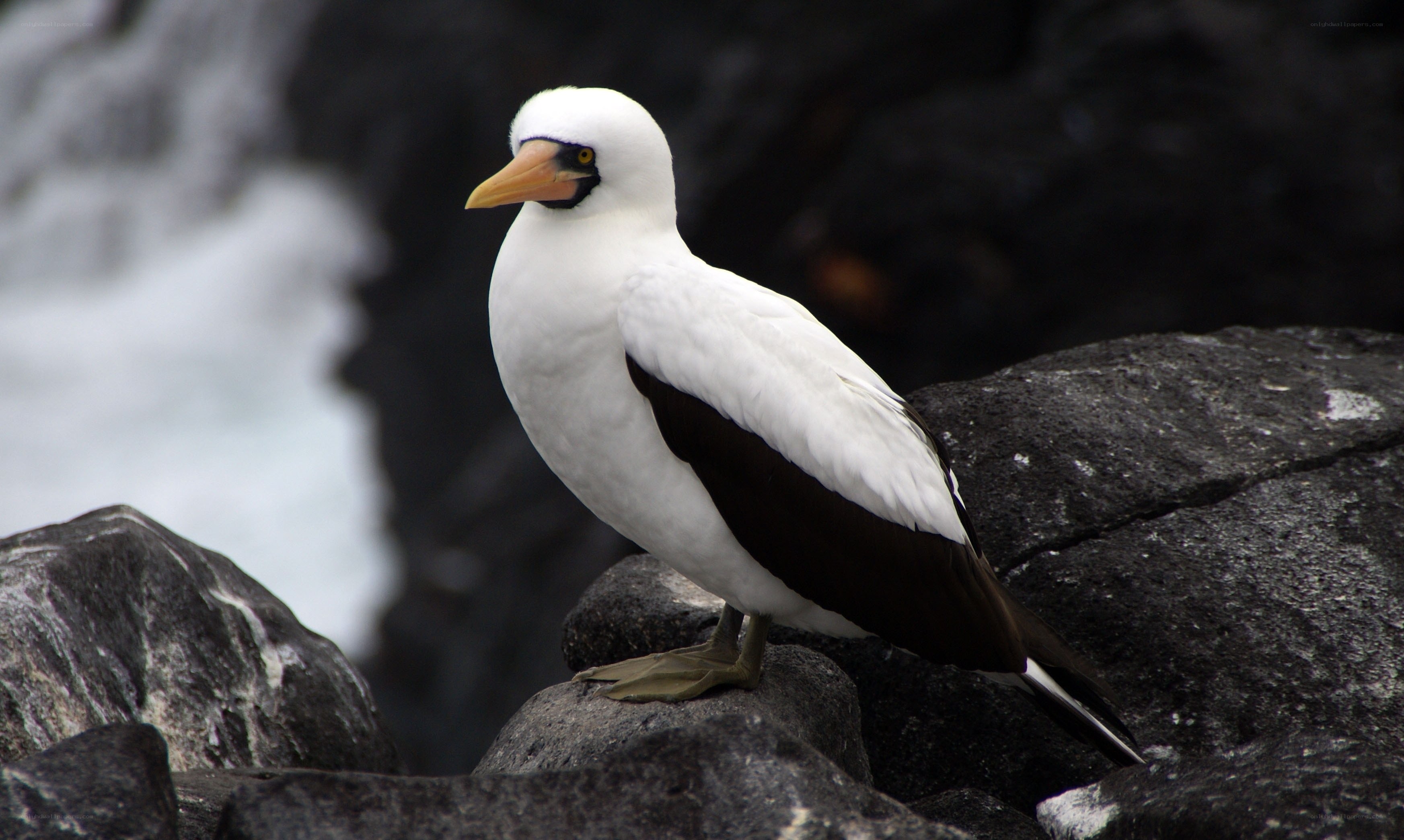 white bird on rocky shore