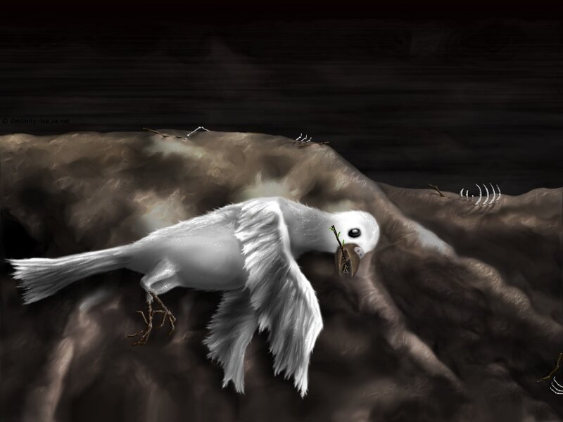 White bird on rocky terrain