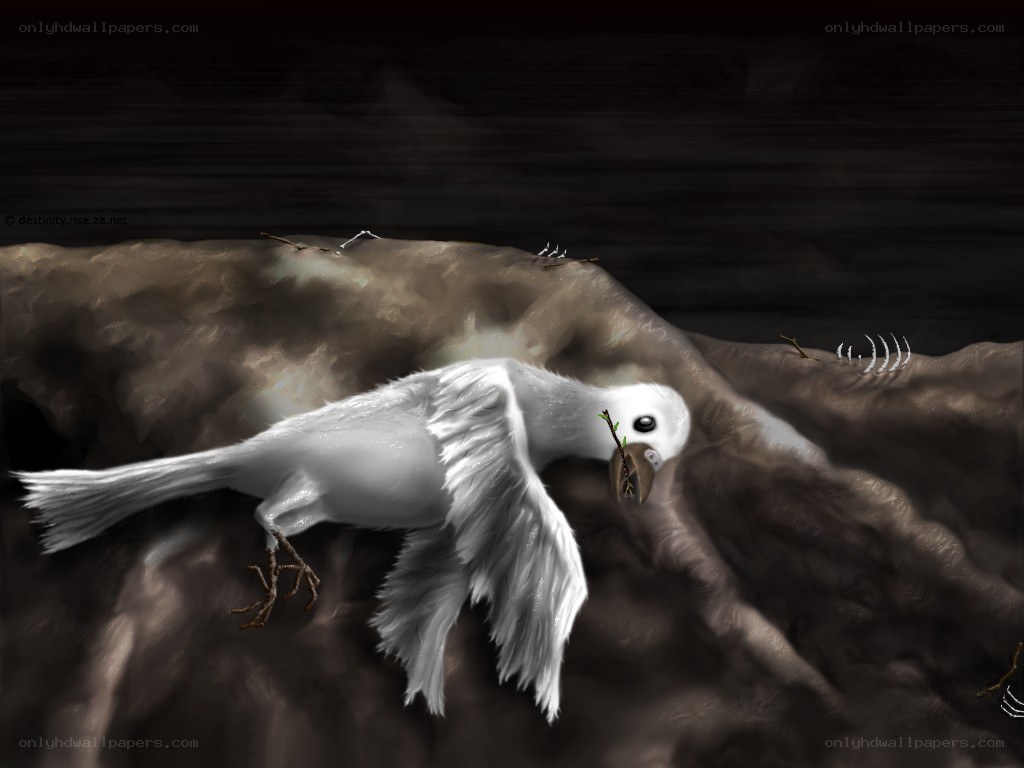 White bird on rocky terrain