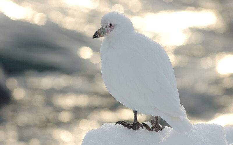 White Bird on Snow
