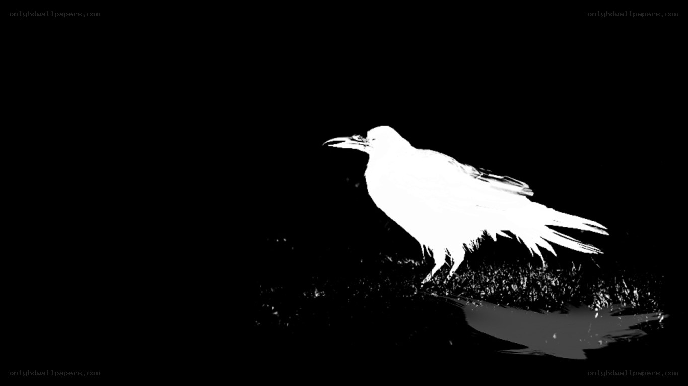 white bird silhouette