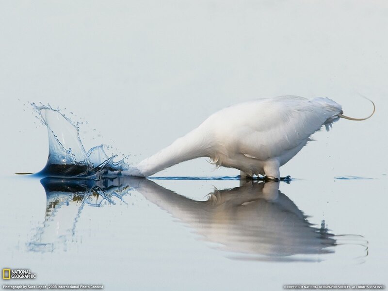 White bird splashing in water
