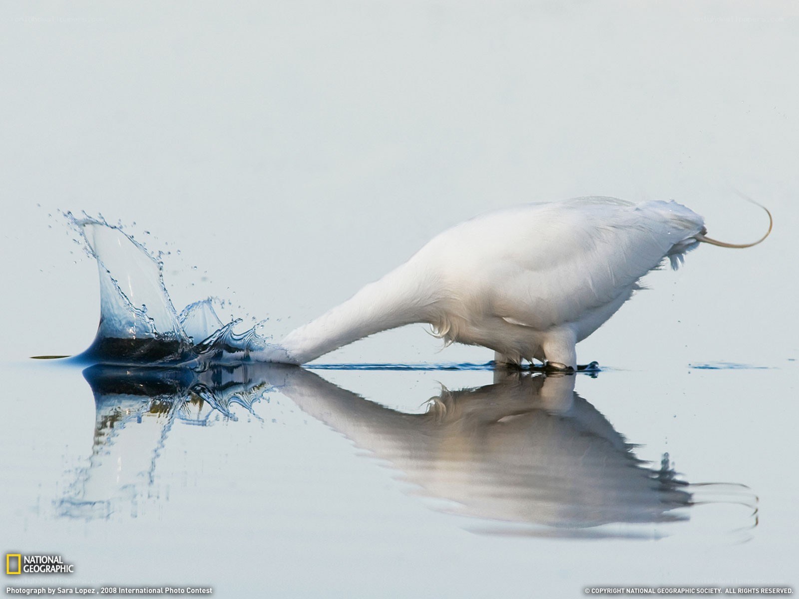 White bird splashing in water