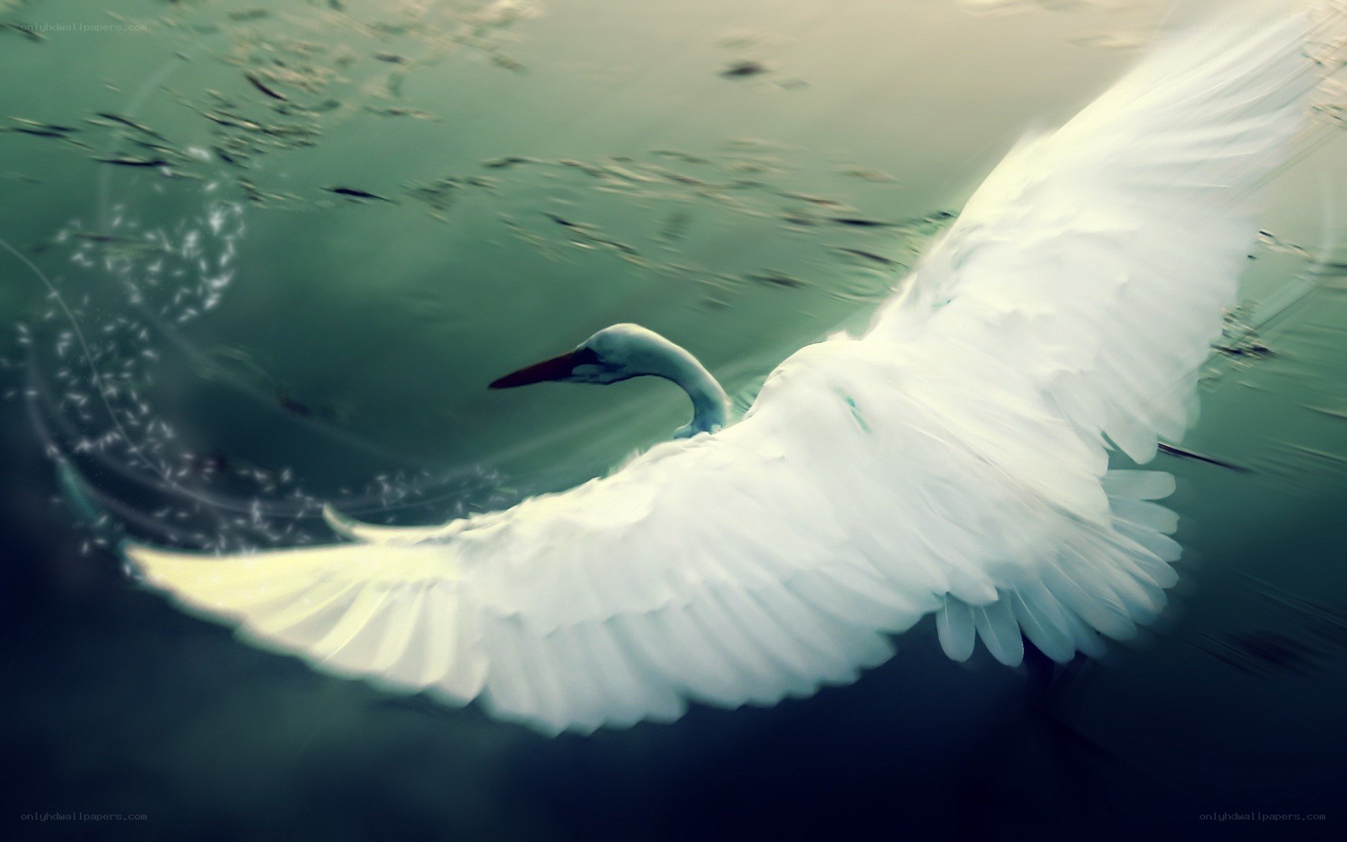 White bird swimming underwater
