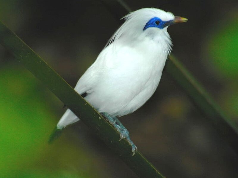 White bird with blue eye patch
