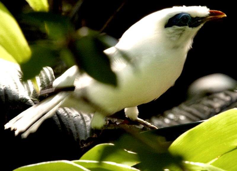 White Bird with Blue Eye Patch — Natural