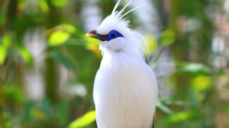 White Bird with Blue Eye — Serene