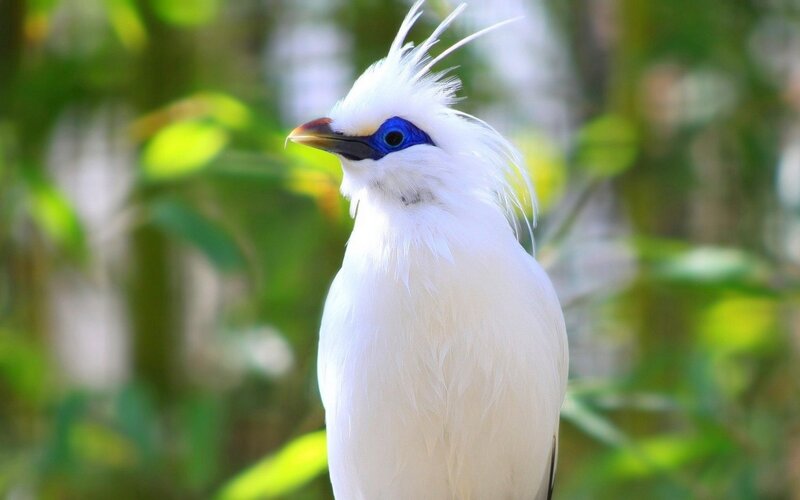 White Bird with Blue Eye