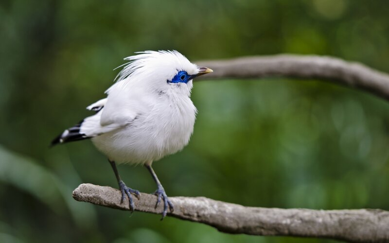 White Bird with Blue Face — Calm, Photograph, Branch