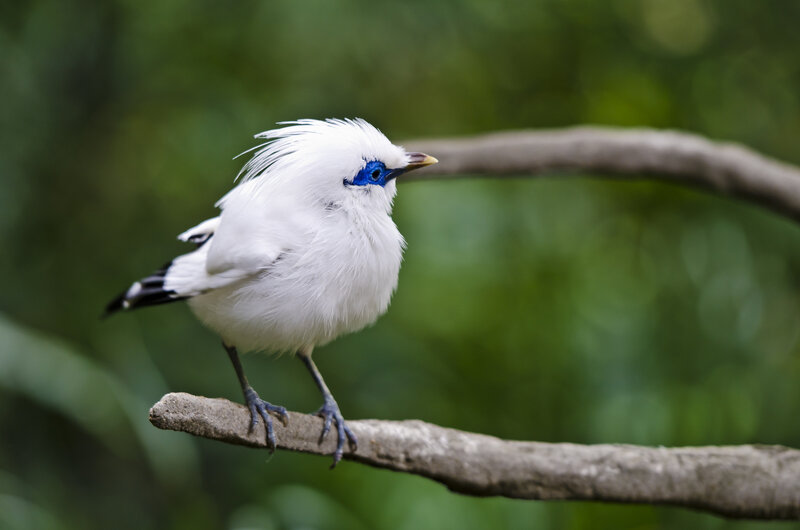 White Bird with Blue Face — Calm, Photograph