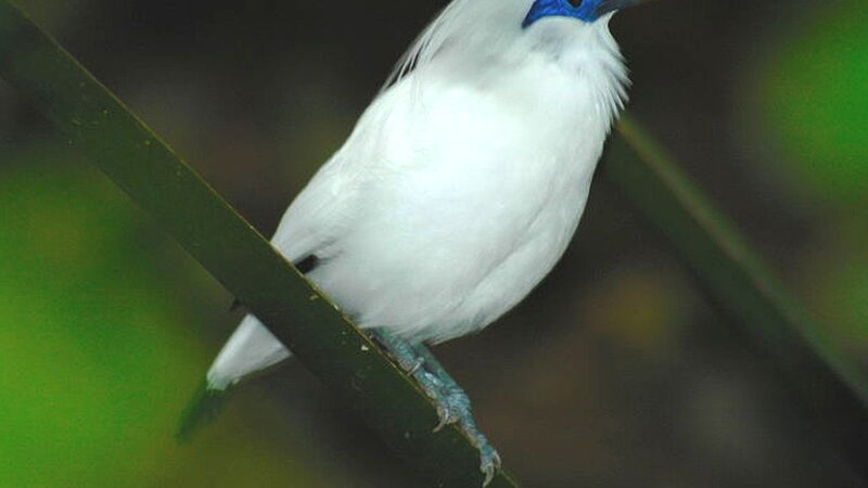 White Bird with Blue Face — Calm