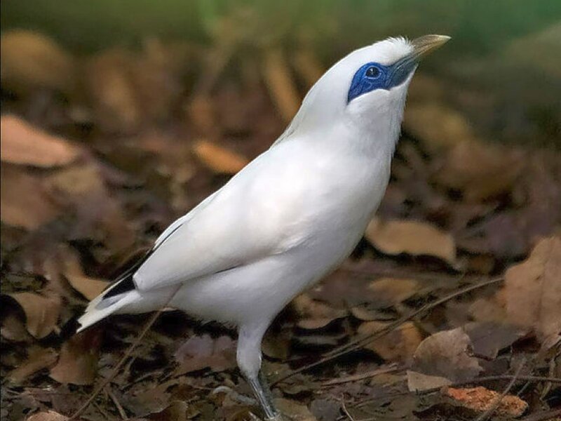 white bird with blue face