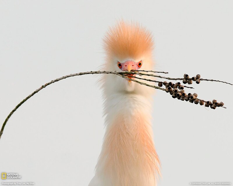 White bird with branch