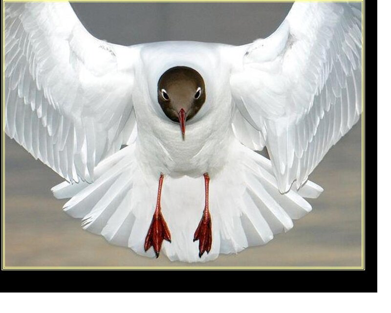 White Bird with Brown Head