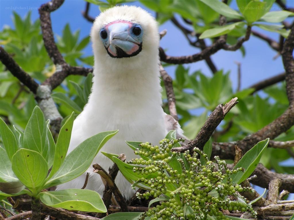 White bird with colorful face