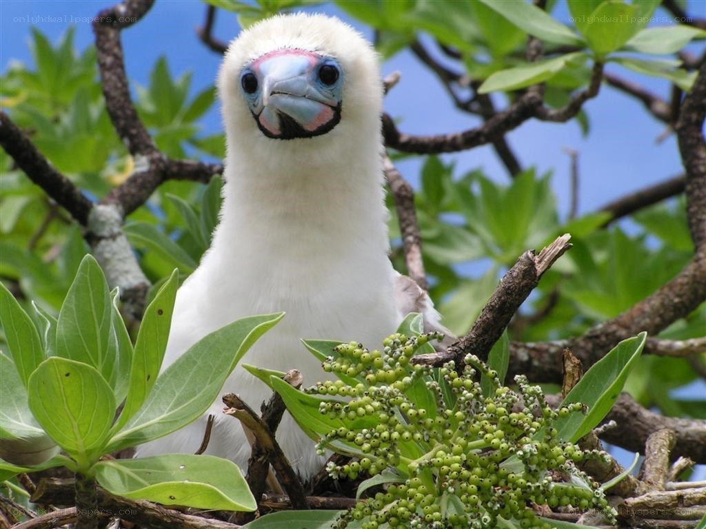 White bird with colorful face