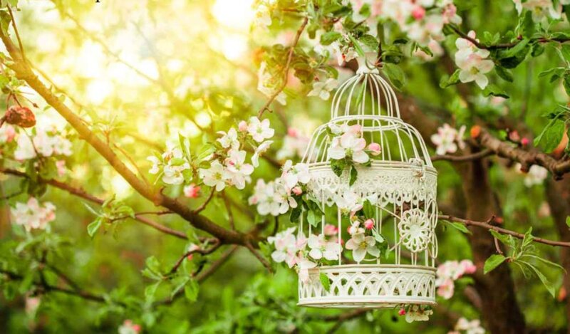 White Birdcage on Tree
