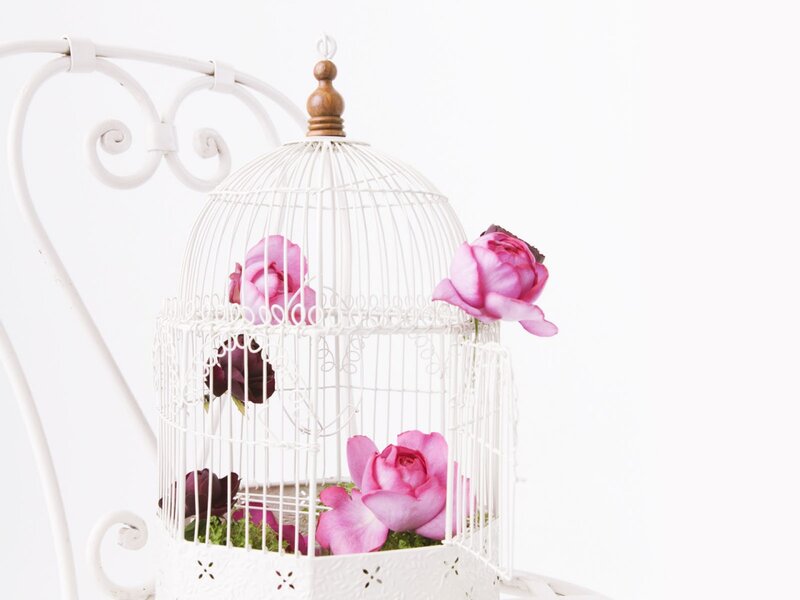 White Birdcage with Roses — Serene, Photograph