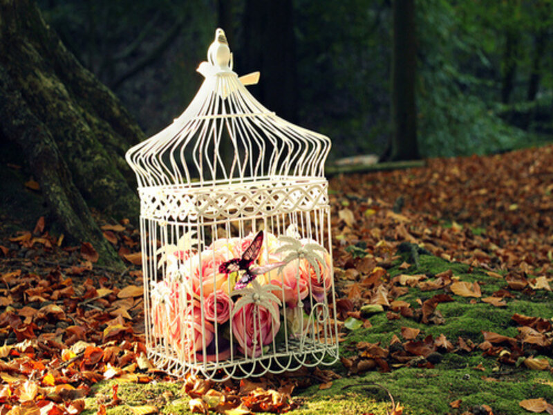 White Birdcage with Roses — Serene