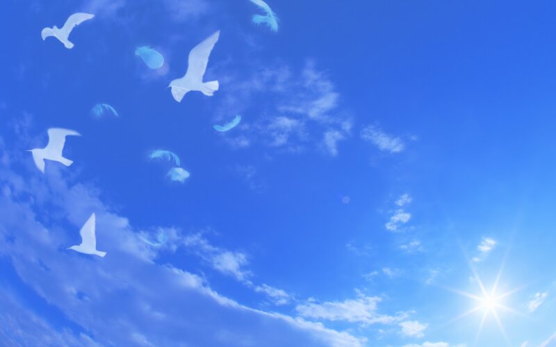 White Birds Flying — Blue, Serene, Afternoon