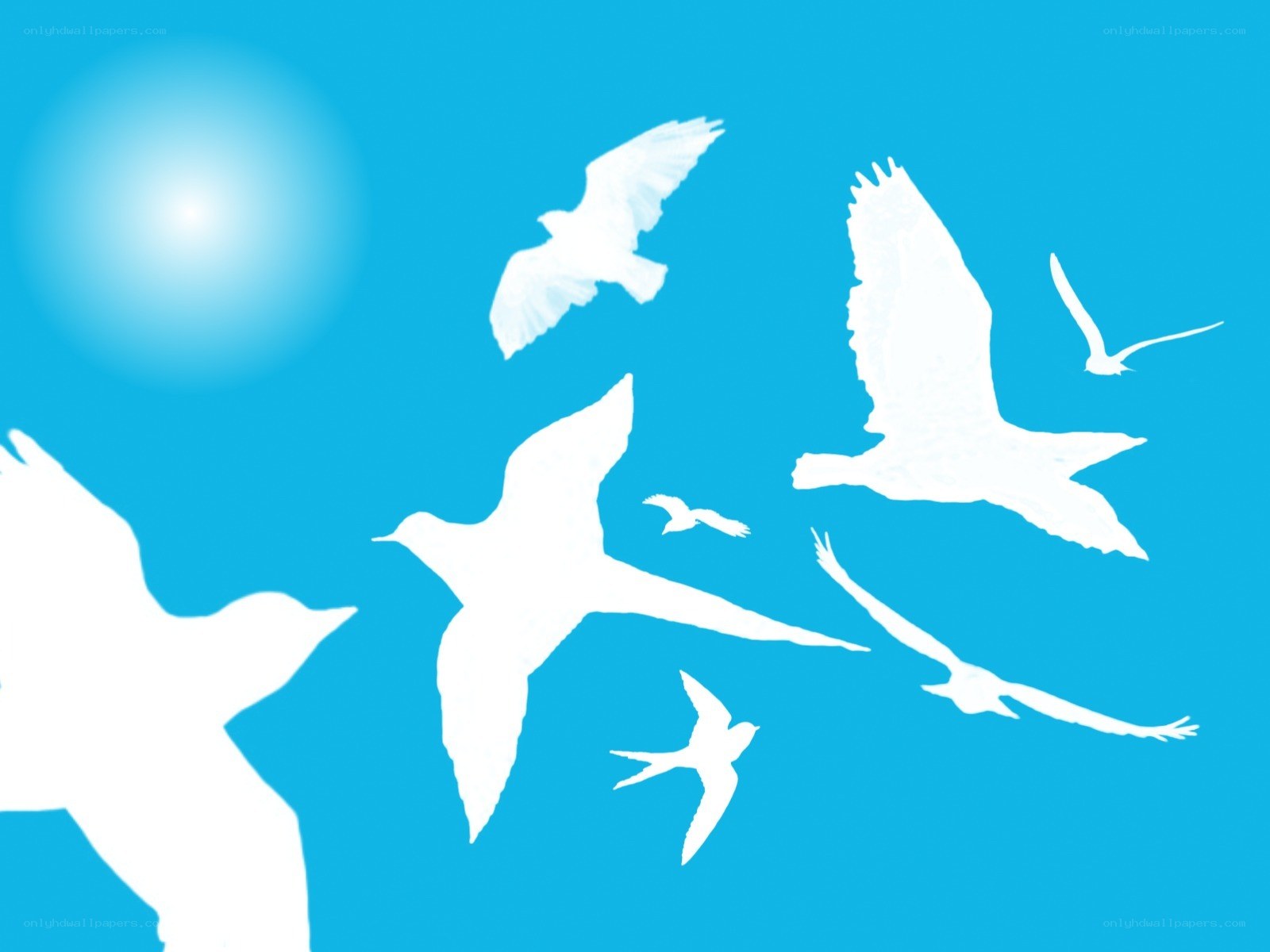 white birds flying in blue sky