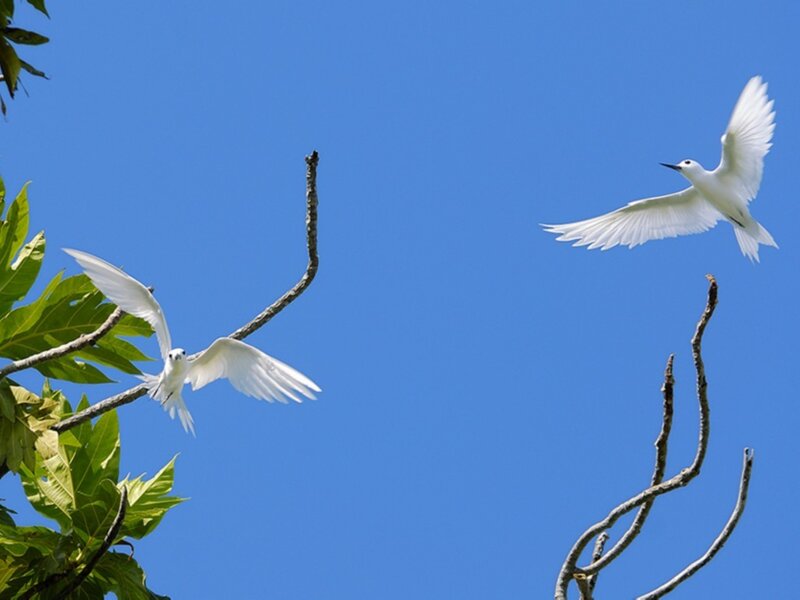 White birds flying in blue sky