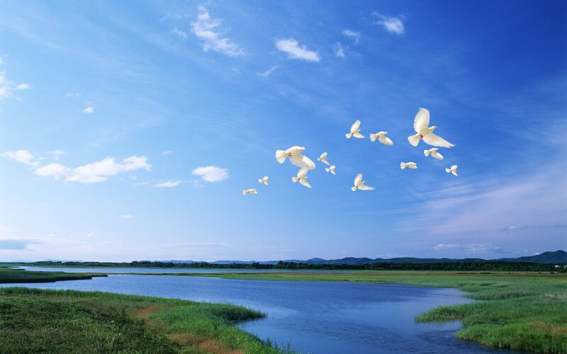 White birds flying over a river
