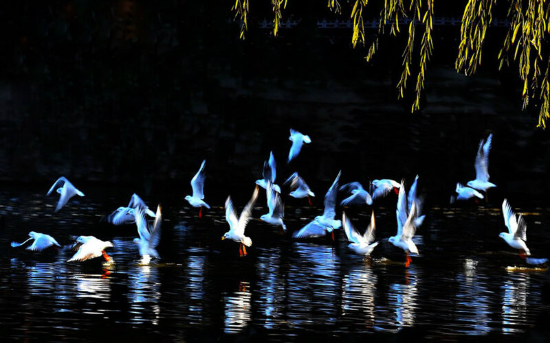 White Birds Flying over Water — Black